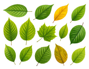 Array of various green leaves, some with yellow hues, isolated against a stark black background