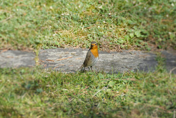 European robin (Erithacus rubecula) sitting on grass in Zurich, Switzerland