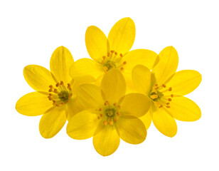 Obraz premium Close-up of bright yellow flowers with five petals against a stark black background