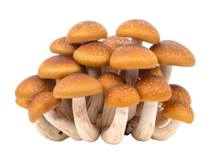 Close-up of clustered, glossy brown mushrooms with off-white stems against a stark black backdrop