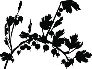 gooseberry branch black silhouette isolated on white