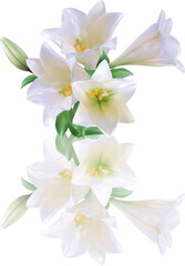 light lilies bunch with reflection on white background
