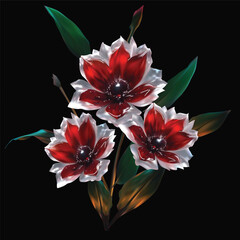 dark red flowers with light edge isolated on black background