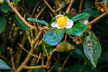 Tea flowers bloomed in the tea gardens