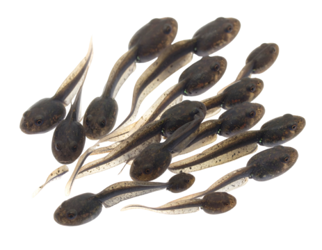 Close-up of multiple tadpoles with translucent tails clustered together on a black background
