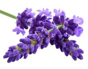 Close-up of purple lavender flower blooms and green stem on a black background, showcasing delicate textures and details
