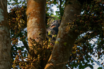 Chimpanzee or  Homonyms Pan troglodytes high in fig tree gorging himself on fruit