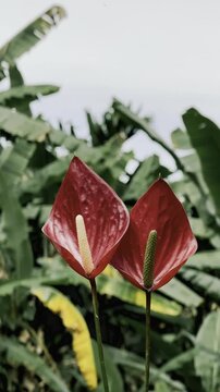 Laceleaf Flower Plant, Anthurium Flower Stock Video