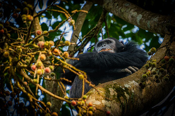 Chimpanzee  Homonyms Pan Troglodytes