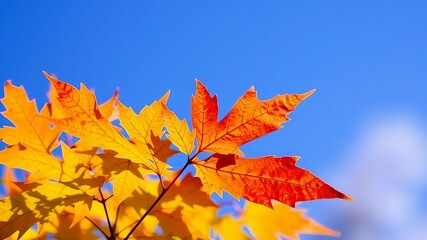 red maple leaves blue bg 