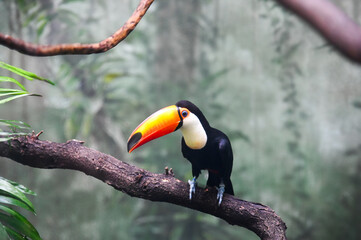 Fototapeta premium Toucan bird on a branch
