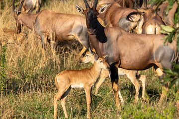 Topi antelope (Damaliscus lunatus) mother with two calves in the grass of Serengeti National Park Tanzania