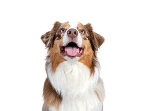 Close-up portrait of a happy, tri-colored dog with blue eyes and its mouth open, set against a black background