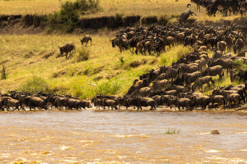 A massive herd of blue wildebeest (Connochaetes taurinus) crossing the muddy Mara River during the...