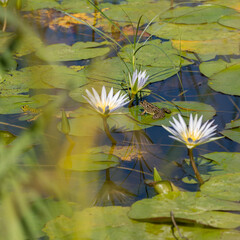 Frogs live in a pond with clean and clear water