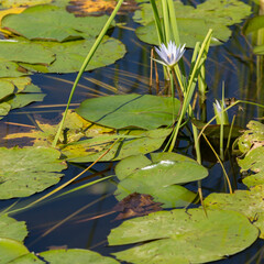 Frogs feel good in their pond and are not afraid of the presence of people nearby