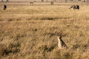 A cheetah (Acinonyx jubatus) sitting in tall dry grass with two african bush elephants (Loxodonta africana) in the background in Serengeti National Park