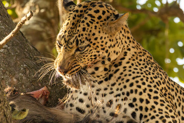 Leopard (Panthera pardus) feeding on prey in a tree in Serengeti National Park, Tanzania