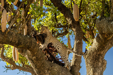 Leopard (Panthera pardus) holding its prey high up in a Baobab tree in Serengeti National Park, Tanzania