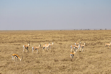 A herd of Thomson's gazelles (Eudorcas thomsonii) walking and grazing in the dry plains of Serengeti National Park Tanzania