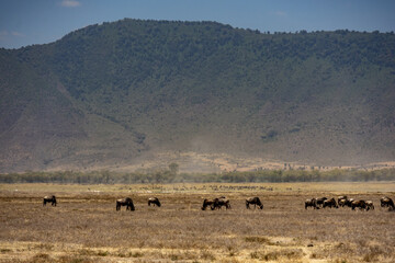 Wildebeest (Connochaetes) herd grazing on the savanna plains of Ngorongoro Conservation Area Tanzania
