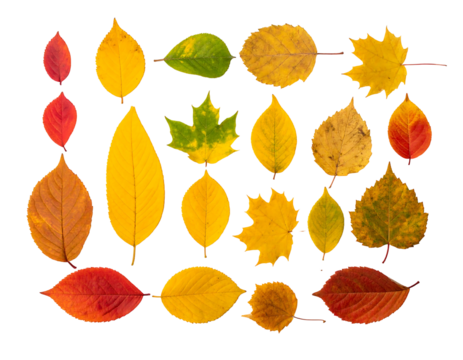 Collection of vibrant autumn leaves, arrayed against a stark black background showcasing colors, shapes, and textures