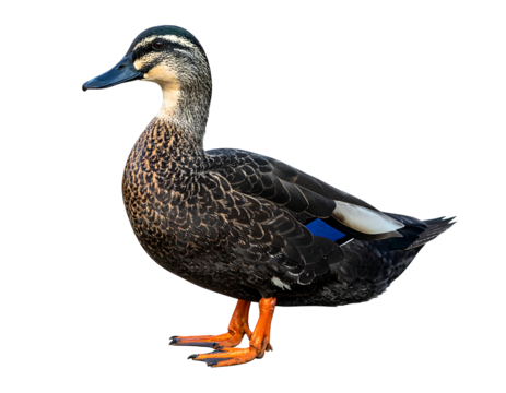 Dark duck standing, facing left, on a black background, showcasing detailed brown and black plumage