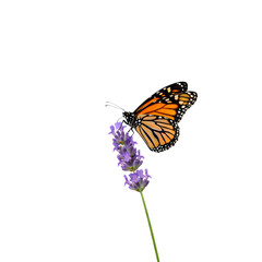 Monarch butterfly perched on lavender flower in a white background
