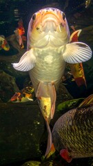 Close-up of a koi fish from below with other fish in background
