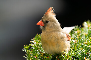 Female Cardinal, Up close and personal. 