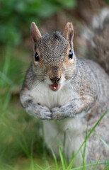 Squirrel Surprised at Photo