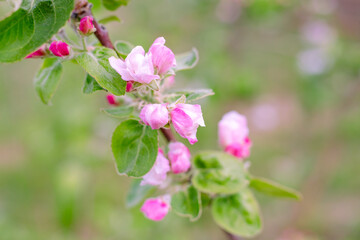 A close-up of delicate pink apple blossoms on a branch with a blurred background