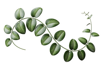 Naklejka premium Delicate green vine with round leaves gracefully curves, representing nature�s gentle, flowing beauty.