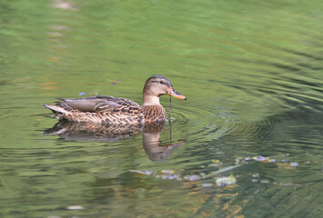 Duck Swimming on a Calm Pond