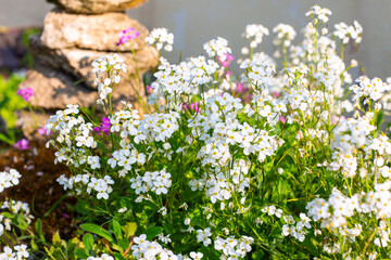 A bush of white rock arabis flowers blooms in a rocky alpine garden