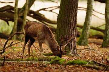 Fallow deer feeding in the autumn forest