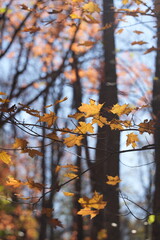 autumn in the park