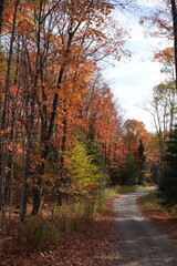 autumn in the forest