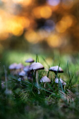 Jesień w naturze © Magdalena