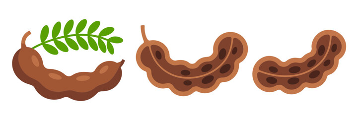 Tamarind fruit collection, hanging branch leaf, bent pods, rich pulp texture, exotic pantry ingredient, cooking flavor vector