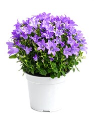 Close-up of a potted purple bellflower against a white background