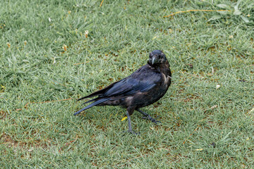 Black bird walking on green grass during daylight in a park setting