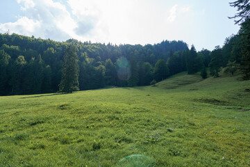 Serene landscape during daylight in a green meadow surrounded by tall trees
