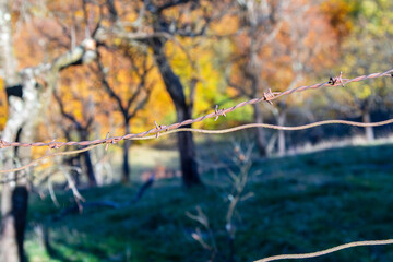 Autumn colors in Sadu, Romania