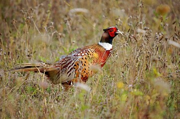 Magnifique Faisan en train de picorer