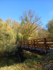 Fototapeta premium autumn in the park