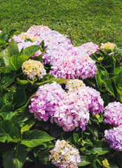 Obraz premium Floral Summer