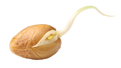 Sprouting chickpea seed, cracked shell with tiny white root emerging, transparent background.