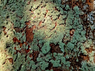 Intricate natural pattern of light green lichen growing on the rough, cracked bark of an old tree trunk, creating an abstract texture