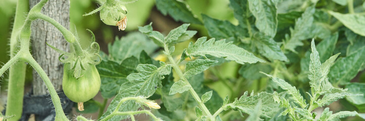 Green tomatoes growing on vine in lush garden with vibrant greenery and unripe vegetables.